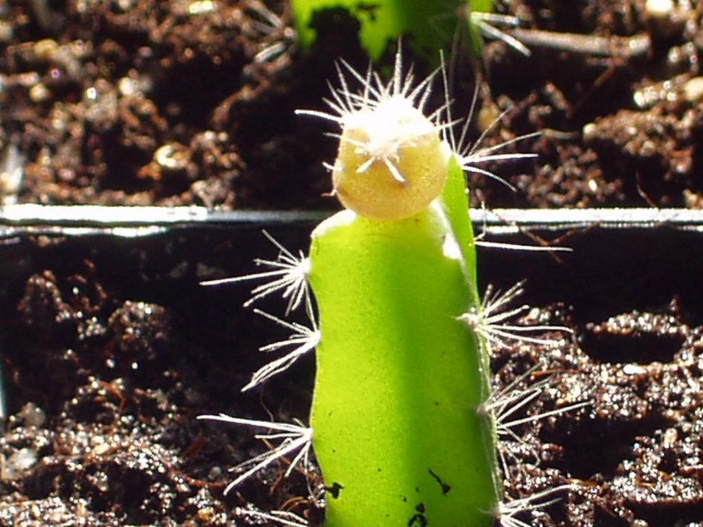 Eigene Echinopsis/Foto 8.jpg